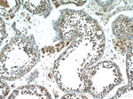 HSFY1 Antibody in Immunohistochemistry (Paraffin) (IHC (P))