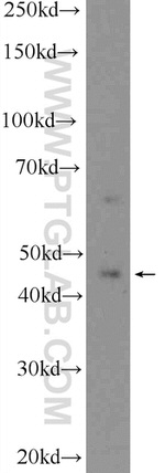 HSFY1 Antibody in Western Blot (WB)
