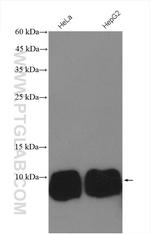 TIMM13 Antibody in Western Blot (WB)