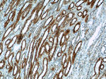 FICD Antibody in Immunohistochemistry (Paraffin) (IHC (P))