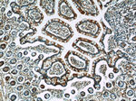FICD Antibody in Immunohistochemistry (Paraffin) (IHC (P))