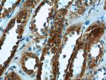 FICD Antibody in Immunohistochemistry (Paraffin) (IHC (P))