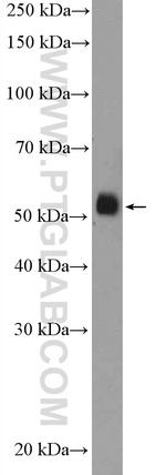 FICD Antibody in Western Blot (WB)