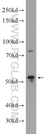 FICD Antibody in Western Blot (WB)