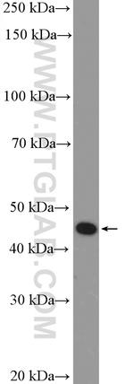 P2RY12 Antibody in Western Blot (WB)