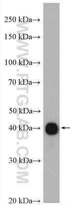 GDAP1L1 Antibody in Western Blot (WB)