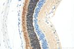 GNGT2 Antibody in Immunohistochemistry (Paraffin) (IHC (P))