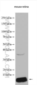 GNGT2 Antibody in Western Blot (WB)