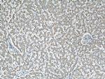 Angiotensinogen Antibody in Immunohistochemistry (Paraffin) (IHC (P))