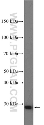 TCEAL1 Antibody in Western Blot (WB)