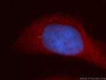 URG4 Antibody in Immunocytochemistry (ICC/IF)