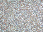 URG4 Antibody in Immunohistochemistry (Paraffin) (IHC (P))