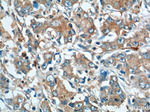URG4 Antibody in Immunohistochemistry (Paraffin) (IHC (P))