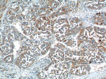 URG4 Antibody in Immunohistochemistry (Paraffin) (IHC (P))