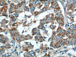 URG4 Antibody in Immunohistochemistry (Paraffin) (IHC (P))