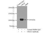 URG4 Antibody in Immunoprecipitation (IP)