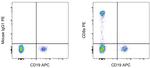 CD8a Antibody in Flow Cytometry (Flow)