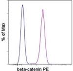 beta Catenin Monoclonal Antibody (15B8), PE, eBioscience™