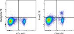 FOXP3 Monoclonal Antibody (FJK-16s), PE, eBioscience™