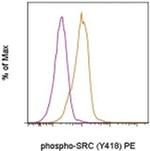 Phospho-SRC (Tyr418) Monoclonal Antibody (SC1T2M3), PE, eBioscience™