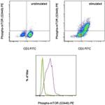 Phospho-mTOR (Ser2448) Monoclonal Antibody (MRRBY), PE, eBioscience™