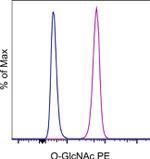 O-GlcNAc Monoclonal Antibody (RL2), PE, eBioscience™