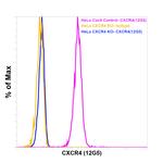 CD184 (CXCR4) Antibody