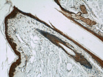 EFEMP2 Antibody in Immunohistochemistry (Paraffin) (IHC (P))