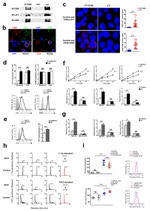 CD4 Antibody in Flow Cytometry (Flow)
