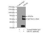 ERO1L Antibody in Immunoprecipitation (IP)