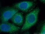 SERPINA6 Antibody in Immunocytochemistry (ICC/IF)