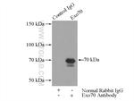 Exo70 Antibody in Immunoprecipitation (IP)