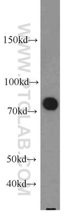 Exo70 Antibody in Western Blot (WB)