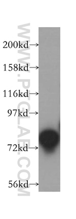 Exo70 Antibody in Western Blot (WB)