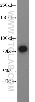 Exo70 Antibody in Western Blot (WB)