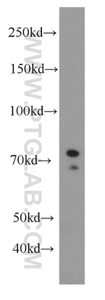 Exo70 Antibody in Western Blot (WB)