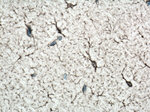 NDRG2 Antibody in Immunohistochemistry (Paraffin) (IHC (P))