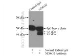 NDRG2 Antibody in Immunoprecipitation (IP)