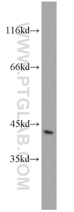 NDRG2 Antibody in Western Blot (WB)