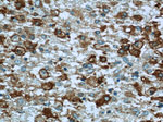 SPATA7 Antibody in Immunohistochemistry (Paraffin) (IHC (P))