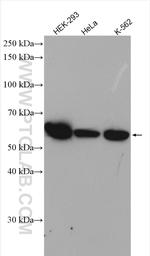 TBCE Antibody in Western Blot (WB)