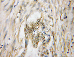 MYCBP Antibody in Immunohistochemistry (Paraffin) (IHC (P))