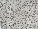 NUCKS1 Antibody in Immunohistochemistry (Paraffin) (IHC (P))