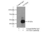 NUCKS1 Antibody in Immunoprecipitation (IP)