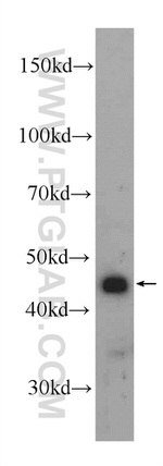 NUCKS1 Antibody in Western Blot (WB)