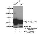 WBP2 Antibody in Western Blot (WB)