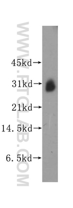 KCNIP3 Antibody in Western Blot (WB)