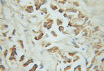 TM7SF2 Antibody in Immunohistochemistry (Paraffin) (IHC (P))