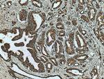 TM7SF2 Antibody in Immunohistochemistry (Paraffin) (IHC (P))