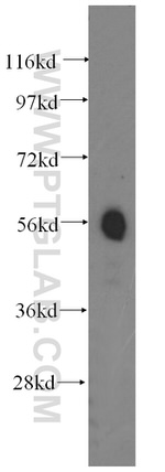 TM7SF2 Antibody in Western Blot (WB)